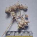 Lepidium chalepense