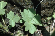 Photo of Hemieva ranunculifolia