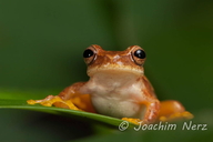 Dendropsophus microcephalus