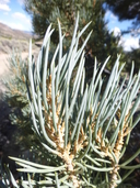 Pinus monophylla