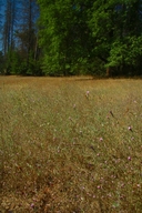 Lessingia leptoclada