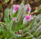 Photo of Chloropyron maritimum ssp. palustre