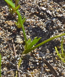 Ranunculus flammula var. ovalis
