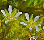 Photo of Horkelia marinensis