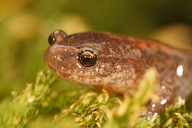 Plethodon cinereus