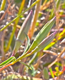 Clarkia amoena ssp. amoena