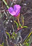 Clarkia amoena ssp. amoena