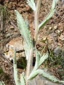 Monolopia gracilens