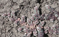 Euphorbia hooveri