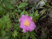Rosa woodsii ssp. woodsii