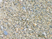 Iranian Sand-dwelling Ground Spider