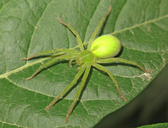 Micrommata virescens