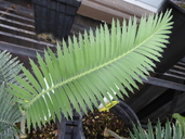 Merole's Mexican Sago Palm