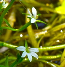 Photo of Howellia aquatilis