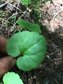 Synthyris reniformis