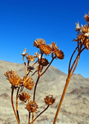 Death Valley Goldeneye