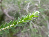 Melaleuca preissiana
