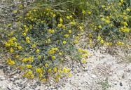 Picradeniopis absinthifolia