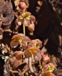 Pyrola aphylla