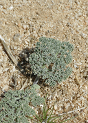 Lomatium mohavense