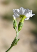 Heliotropium greggii