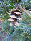 Pinus kwangtungensis