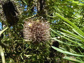 Banksia collina