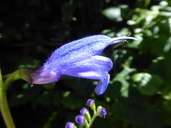 Salvia cacaliifolia