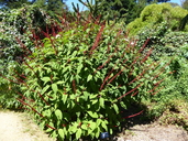 Salvia confertiflora