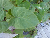 Salvia macrophylla
