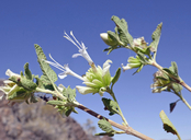 Salvia mohavensis