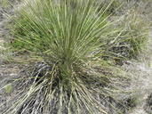Yucca campestris