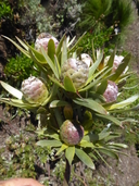 Leucadendron uliginosum