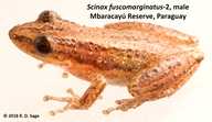 Scinax fuscomarginatus