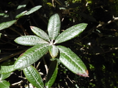 Rhododendron arboreum ssp. albotomentosum