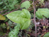 Passiflora suberosa ssp. litoralis