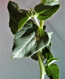 Helianthus petiolaris ssp. petiolaris