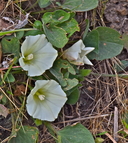Calystegia subacaulis ssp. subacaulis