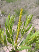 Stillingia sylvatica ssp. sylvatica