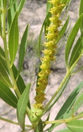 Stillingia sylvatica ssp. sylvatica