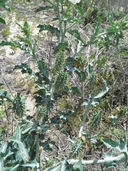 Argemone polyanthemos