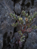 Photo of Sedum paradisum ssp. paradisum
