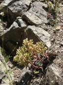 Photo of Sedum paradisum ssp. paradisum