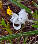 Leucocrinum montanum