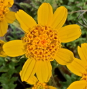 Balsamorhiza lanata