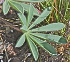 Lupinus saxosus