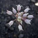 Allium geyeri