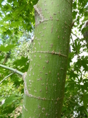 Acer amoenum var. matsumurae