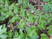 Paragymnopteris bipinnata var. auriculata