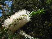 Melaleuca preissiana